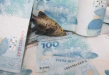 Renda fixa em alta com Tesouro Direto a 13% tesouro direto renda fixa