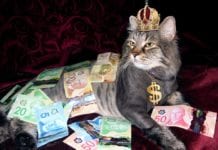 Dinheiro ´esquecido´ pode ser recebido por herdeiros de falecidos Crowdfunding Animal- Socorro aos Pets