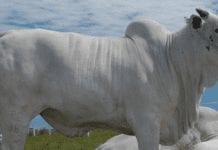 Canadá autoriza importação de carne afirma ministra preço boi gordo deve cair próximo ano-segundo projeção