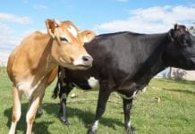 Preços ao produtor tem maior alta dos últimos anos em novembro Preço da Carne Sofre Forte Queda Devido Operação Carne Fraca