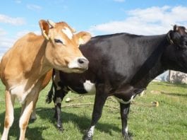 Preço da Carne Sofre Forte Queda Devido Operação Carne Fraca