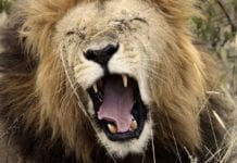 Aprenda a direcionar parte do IR que você tem que pagar para sua cidade, e reduzir o poder de Brasília sobre o seu imposto Consulta ao Primeiro Lote de Restituição da Receita Liberado na