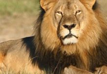 Presidente Bolsonaro busca isenção de IR para até 5 salários mínimos Empresas na malha fina devem 1 Bilhão ao leão