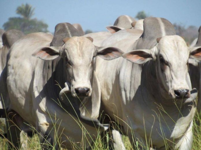 Engordar gado em Minas Gerais é opção para investimento