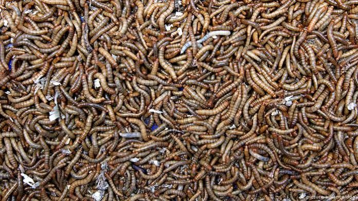 Fazenda de insetos nutrição animal é objetivo de startup