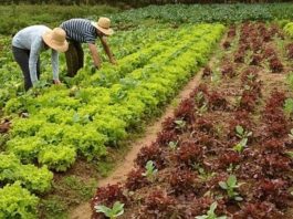 Agricultores familiares recebem Garantia-Safra do Ministério