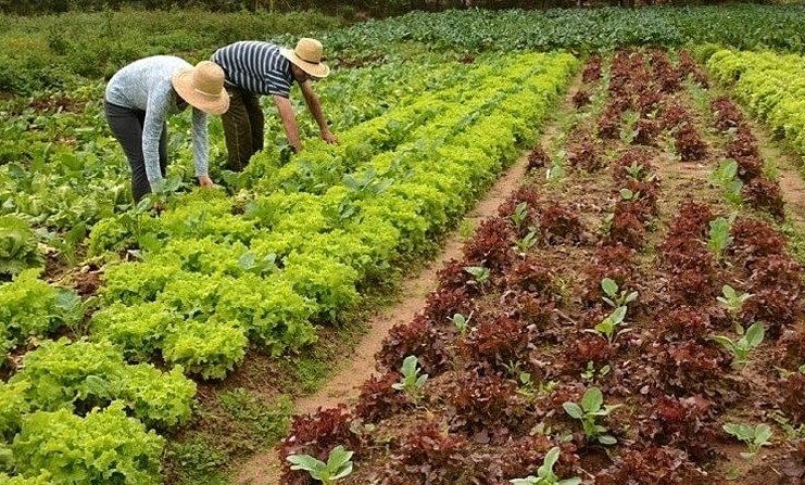 Agricultores familiares recebem Garantia-Safra do Ministério