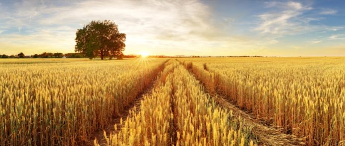 Trigo deve substituir milho devido a custo elevado do grão