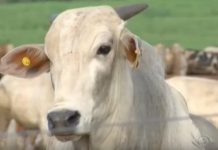 Prio e Minerva, além de outras no radar Carne FRIGORÍFICO PODE SER minerva prio bovina tem exportação reduzida pela China