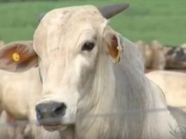 Carne FRIGORÍFICO PODE SER minerva prio bovina tem exportação reduzida pela China