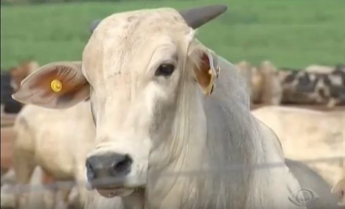 Carne FRIGORÍFICO PODE SER minerva prio bovina tem exportação reduzida pela China