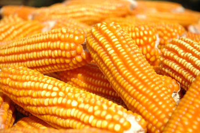 Governo compra 200 toneladas de milho para apoiar criadores de animais