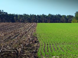 Emissão de instrumento de câmbio do agronegócio por investidores profissionais é aprovada Brasilagro