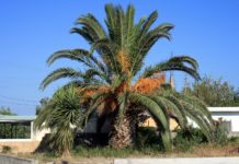 Térmica movida a óleo de palma é projeto da Brasil  BioFuels Térmica movida a óleo de palma é projeto da Brasil BioFuels