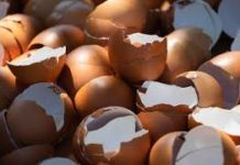 Rei do ovo aponta dificuldade para contratar, brasileiros estão viciados no Bolsa Família, outros não querem CLT Fertilizante a base de casca de ovo pode reduzir importação