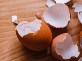 Fertilizante a base de casca de ovo pode reduzir importação