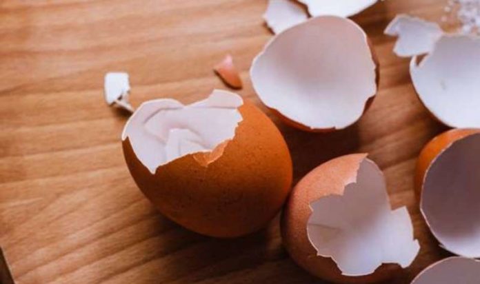 Fertilizante a base de casca de ovo pode reduzir importação
