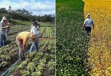 FAEP denuncia critérios para renegociação de dívidas rurais do CMN de Lula, que exclui produtores rurais mais afetados brasilagro lucro Lula libera orçamento de R$1,5 bi para