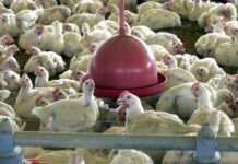 BRF e JBS podem sofrer impacto com suspensão de importação de carne de frango anunciada pela China, devido a gripe aviária no Brasil Exportação de Carne de frango fecha 2022