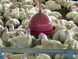 Exportação de Carne de frango fecha 2022