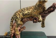 Haddad deve devolver estátua de ouro recebida da Arábia Saudita. Define Receita Federal