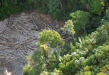 Com bilhões na organização da COP30, Amazônia tem alta de 18% em desmatamento