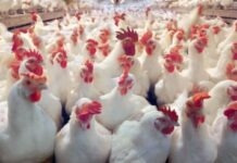 Importação de carne de frango brasileira já sofre restrição em mais de 30 mercados