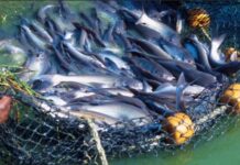 Setor de pescados brasileiro já sofre impacto com cancelamento da exportação de 1500 toneladas de peixe para os EUA, devido falta de diplomacia do governo Lula