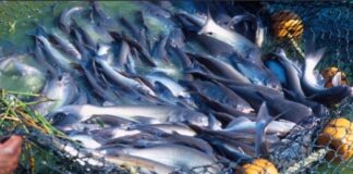 pescados