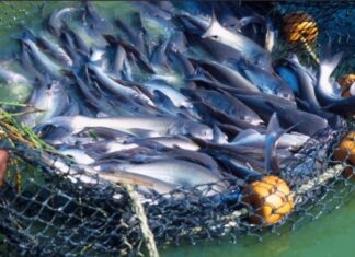 pescados